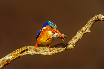 AF-B-01         Malachite Kingfisher With Fish, Kruger NP, South Africa