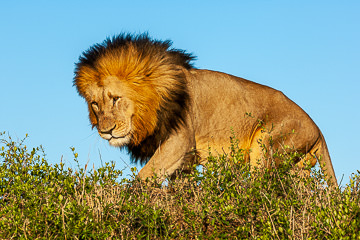 AF-M-101         Lion On The Move, Phinda Private Reserve, South Africa