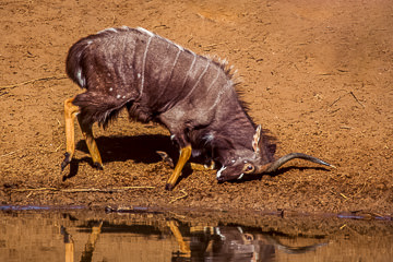 LE-AF-M-06         Nyala Bull Ground-Horning, Phinda Private Game Reserve, South Africa