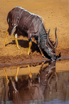 AF-M-03         Male Nyala Drinking, Phinda Private Reserve, South Africa
