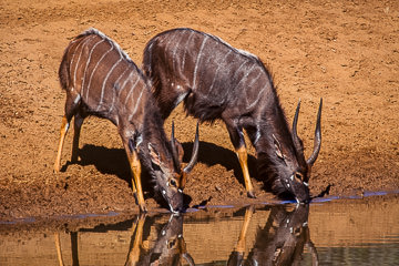 LE-AF-M-05&nbsp;&nbsp;&nbsp;&nbsp;&nbsp;&nbsp;&nbsp;&nbsp; Male Nyalas Drinking, Phinda Private Game Reserve, South Africa