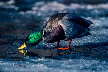 AM-B-02         Male Mallard Drinking In The Ice, Plainfield, New Jersey