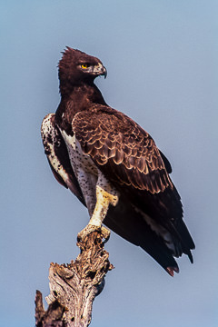 AF-B-01         Martial Eagle, Kruger NP, South Africa