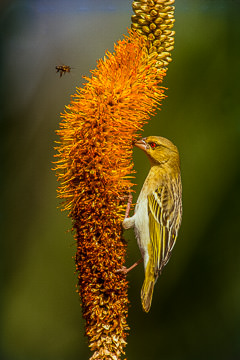 AF-B-02         Female Masked Weaver, Kruger NP, South Africa