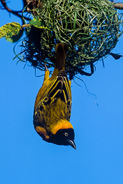 AF-B-03         Male Masked Weaver Hanging From Nest, Kruger NP, South Africa