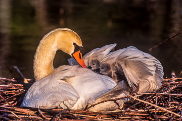 AM-B-01         Mute Swan Taking Care Of Cygnets, Northwest New Jersey