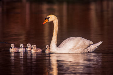 AM-B-02         Mute Swan With Cygnets, Northwest New Jersey