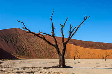 LE-AF-LA-101         Desiccated Trees At The Dead Vlei, Namib-Naukluft National Park, Namib Desert, Namibia