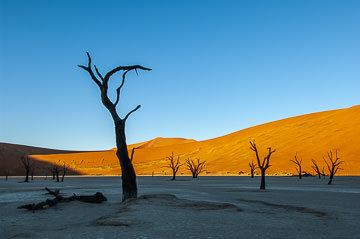 AF-LA-104         Desiccated Trees, The Dead Vlei, Namib Desert, Namibia, Africa