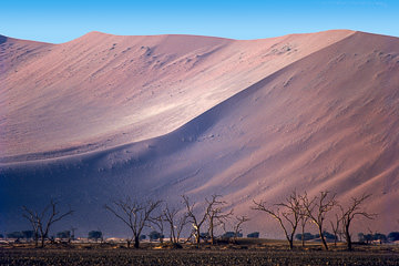 AF-LA-11         Dead Forest, Namib Desert, Namibia, Africa