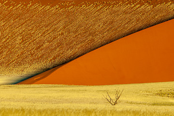 LE-AF-LA-122         Solitary Tree, Namib-Naukluft National Park, Namib Desert, Namibia