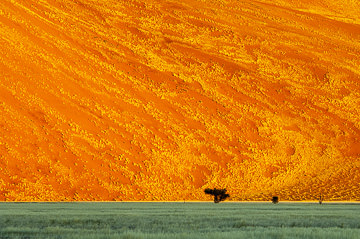 LE-AF-LA-125         A Blooming Dune, Namib-Naukluft National Park, Namib Desert, Namibia