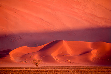 LE-AF-LA-26         Distant Tree, Namib-Naukluft National Park, Namib Desert, Namibia