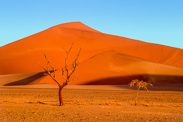 LE-AF-LA-29         Trees And Dunes, Namib-Naukluft National Park, Namib Desert, Namibia
