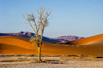 LE-AF-LA-42         Isolated Tree, Namib-Naukluft National Park, Namib Desert, Namibia