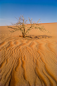 AF-LA-51         Dead Tree And Sand Patterns, Namib Desert, Namibia, Africa