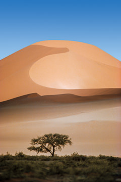 LE-AF-LA-55         Tree Before The Dune, Namib Desert, Namibia