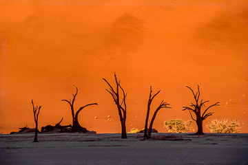 AF-LA-62         Ancient Trees, The Dead Vlei, Namib Desert, Namibia, Africa