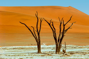 AF-LA-66         Dead Trees Near The Eroded Vlei, Namib Desert, Namibia, Africa