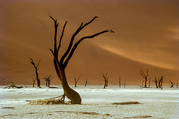 LE-AF-LA-68         The Dead Vlei, Namib-Naukluft National Park, Namib Desert, Namibia