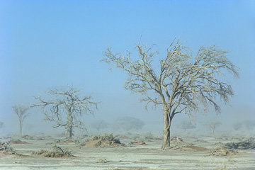 LE-AF-LA-76         Trees In A Sandstorm, Namib-Naukluft National Park, Namib Desert, Namibia