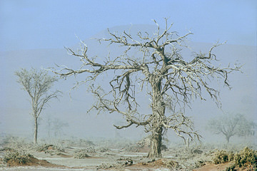 AF-LA-77         Trees In A Sandstorm, Namib Desert, Namibia, Africa