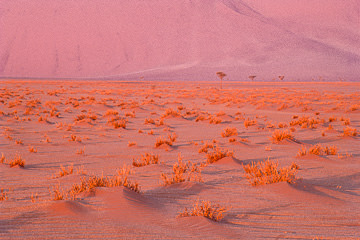 AF-LA-78         Low Vegetation At Days End, Namib Desert, Namibia, Africa