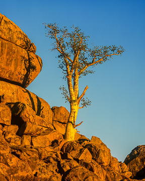 LE-AF-LA-001         A Lonely Moringa Tree, Damaraland Region, Namibia