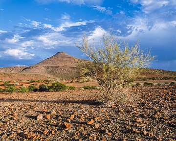 AF-LA-003         Sparse Vegetation At The Barren Damaralnad Region, Namibia  