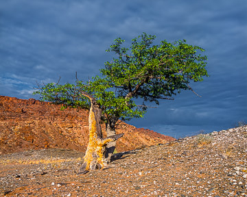 LE-AF-LA-007         Lonely Tree, Twyfelffontain Region, Damaraland, Namibia