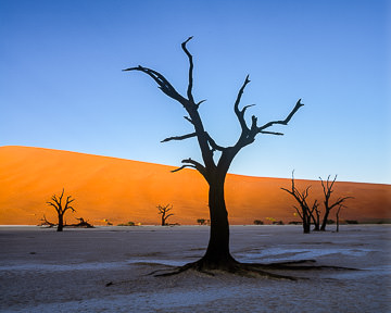 AF-LA-001         Desiccated Trees, Dead Vlei, Namib-Naukluft National Park, Namib Desert, Namibia  
