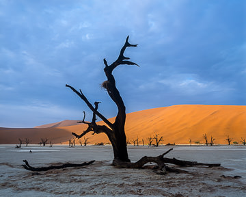 LE-AF-LA-002         The Dead Vlei, Namib-Naukluft National Park, Namib Desert, Namibia