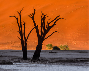 LE-AF-LA-003         Desiccated Trees, The Dead Vlei, Namib-Naukluft National Park, Namib Desert, Namibia