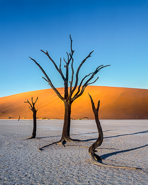 LE-AF-LA-004         Desiccated Trees At the Dead Vlei, Namib-Naukluft National Park, Namib Desert, Namibia