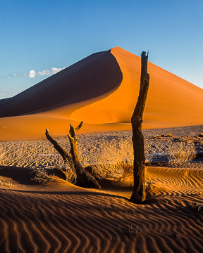 LE-AF-LA-005         Remnants Of A Tree, Namib-Naukluft National Park, Namib Desert, Namibia