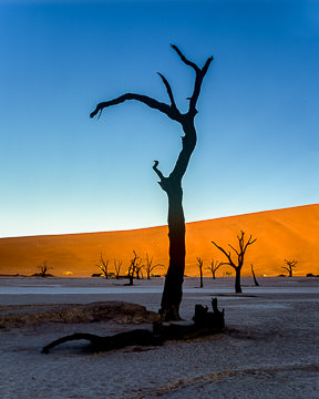 AF-LA-006         Desiccated Trees, Dead Vlei, Namib-Naukluft National Park, Namib Desert, Namibia  