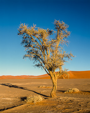 AF-LA-010         Lonely Tree, Namib-Naukluft National Park, Namib Desert, Namibia  