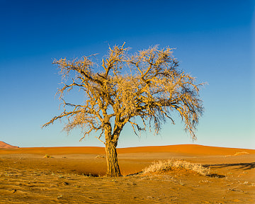 LE-AF-LA-011         Solitary Tree, Namib-Naukluft National Park, Namib Desert, Namibia