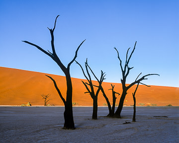 AF-LA-012         Desiccated Trees, Dead Vlei, Namib-Naukluft National Park, Namib Desert, Namibia  