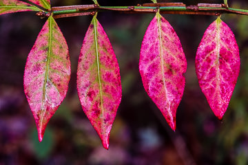 LE-AM-MIS-01         Autumn Leaves, Acadia National Park, Maine