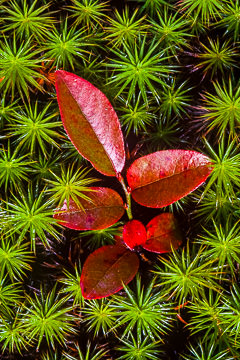 LE-AM-MIS-03         Fall Leaves Appearing Through Evergreen, Acadia N.P., Maine