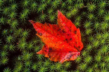 LE-AM-MIS-04         Maple Leave Caught On Evergreen, Acadia National Park, Maine