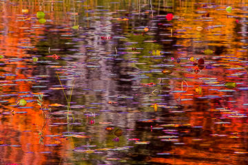 LE-AM-MIS-10         Autumn Colors On Somes Pond, Somesville, Mount Desert Island, Maine