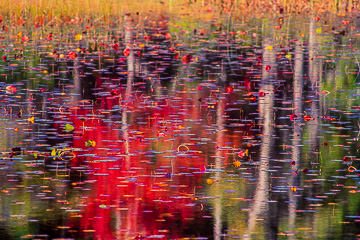 LE-AM-MIS-14         Autumn Colors At Somes Pond, Somesville, Mount Desert Island, Maine