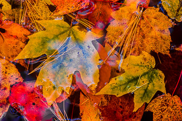 LE-AM-MIS-27         Maple Leaves In Stream, Near Bubble Pond, Acadia National Park, Maine