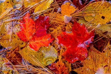 LE-AM-MIS-29         Autumn Leaves In Pond, Bubble Pond, Maine