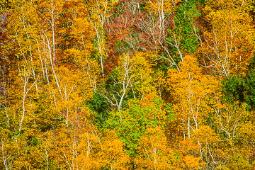 PFM-01&nbsp;&nbsp;&nbsp;&nbsp;&nbsp;&nbsp;&nbsp;&nbsp; Trees In Fall Colors, Vermont