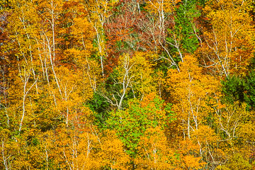 PFM-01         Trees In Fall Colors, Vermont