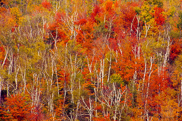 PFM-02&nbsp;&nbsp;&nbsp;&nbsp;&nbsp;&nbsp;&nbsp;&nbsp; Trees In Fall Colors, White Mountains, New Hampshire