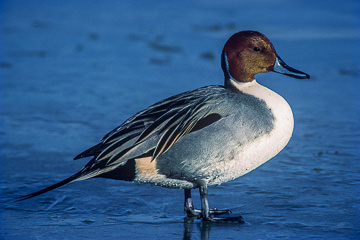 AM-B-01         Northern Pintail On Ice, Bosque Del Apache NWR, New Mexico